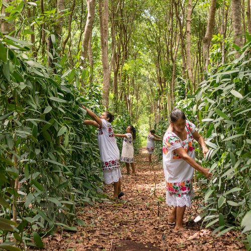 About Villa Vainilla